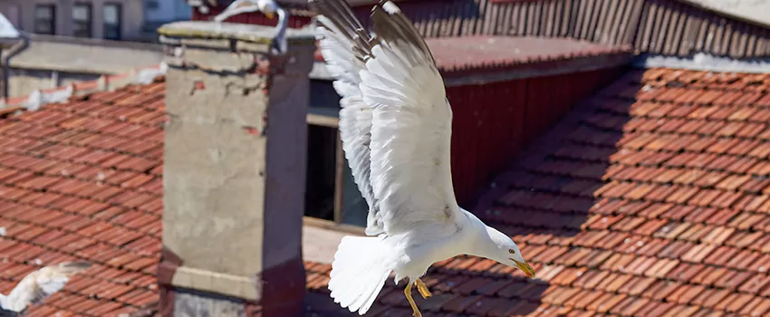 Residential Chimney Animal Removal Solution in Shreveport, LA